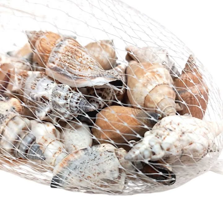 Assorted Shells Filler