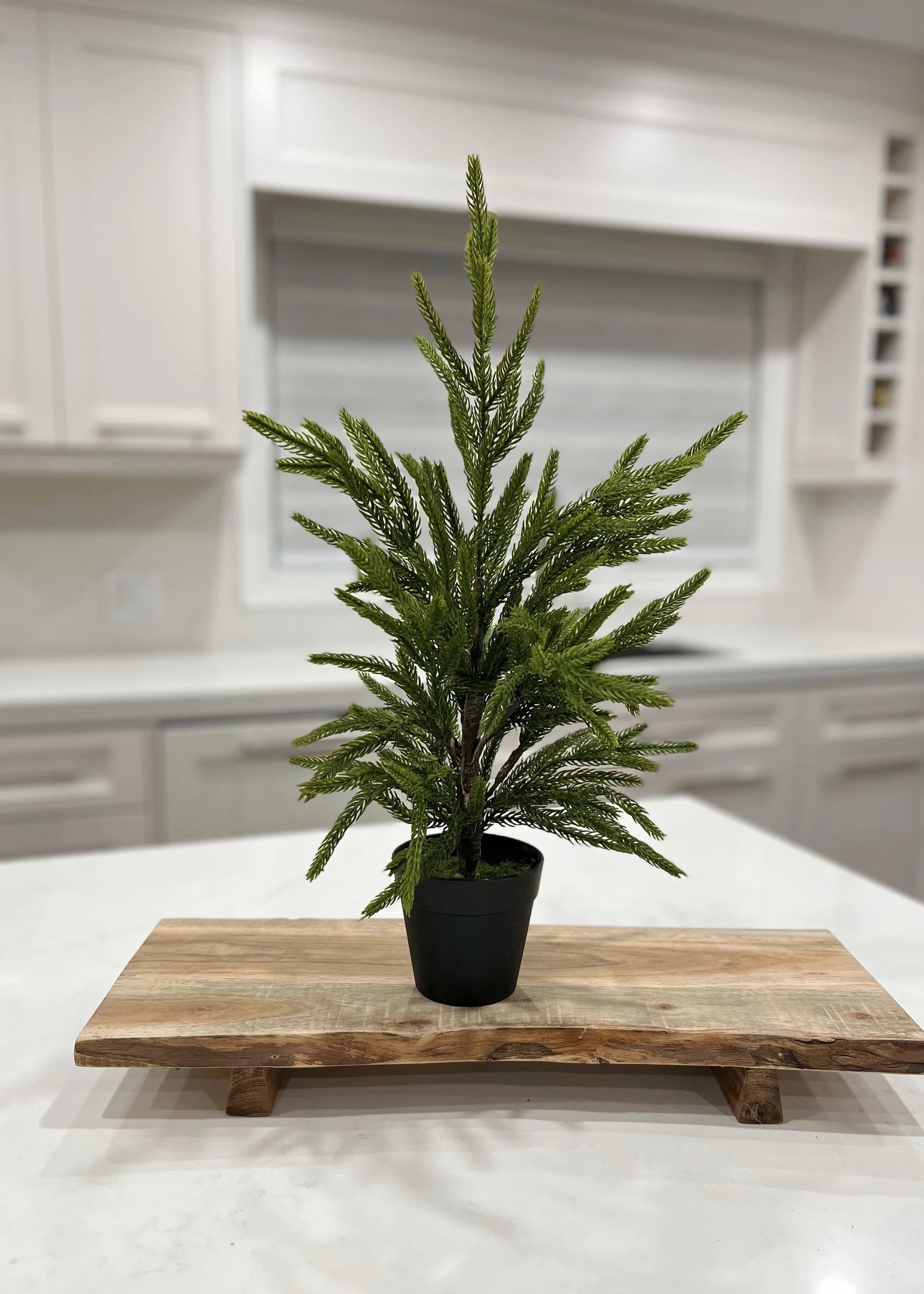 19" Real Touch Norfolk Pine Potted Tree