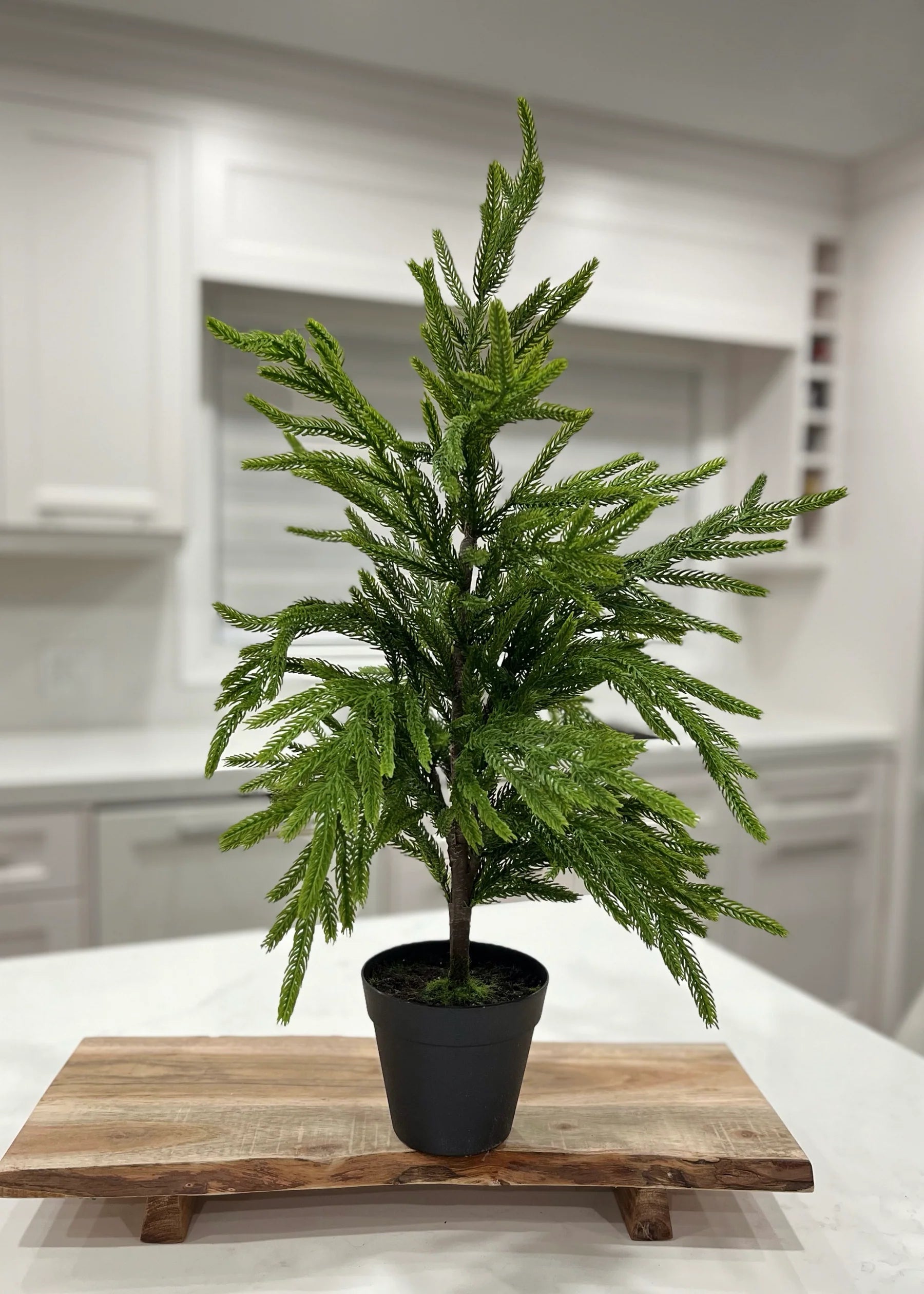 26" Real Touch Norfolk Pine Potted Tree