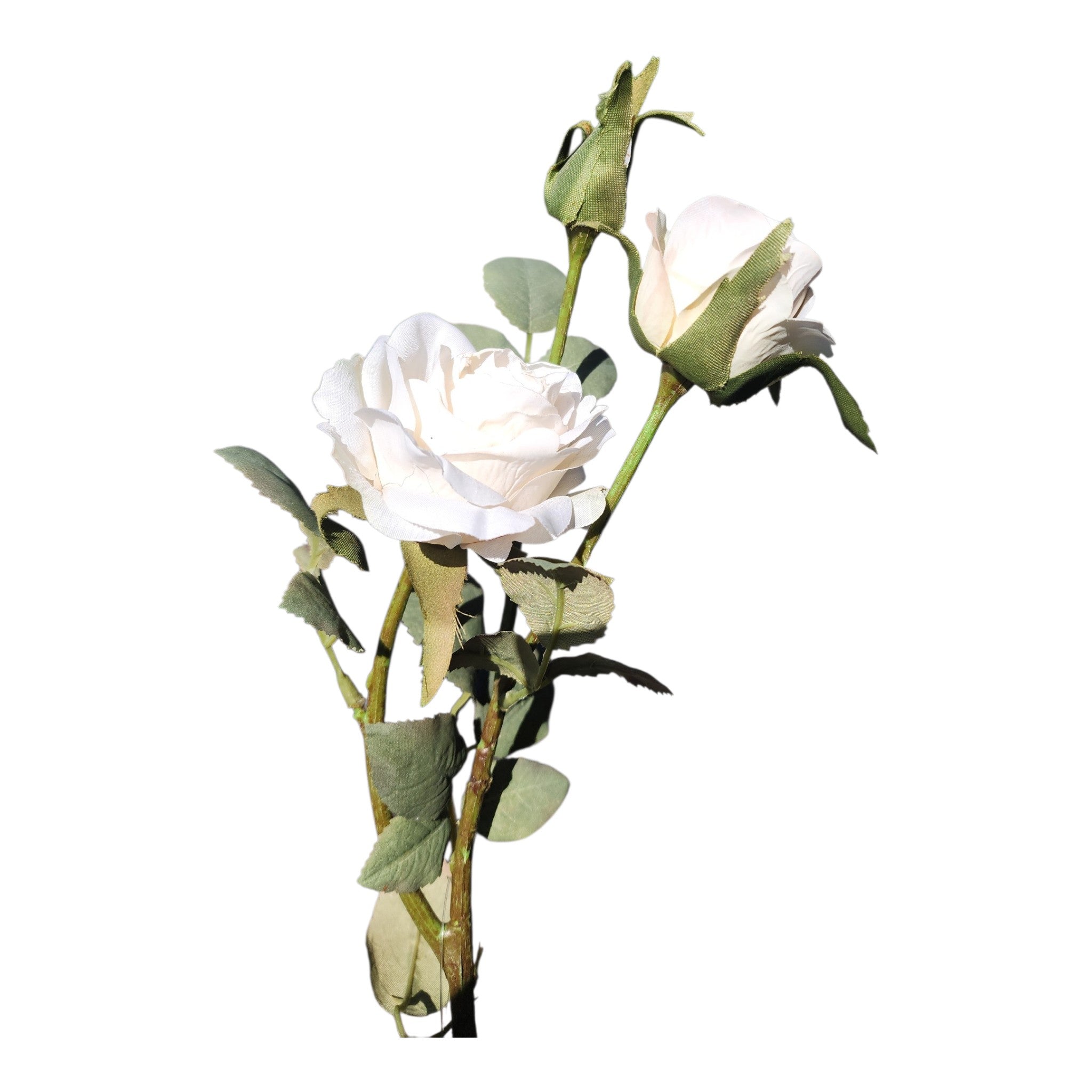Rose Stem