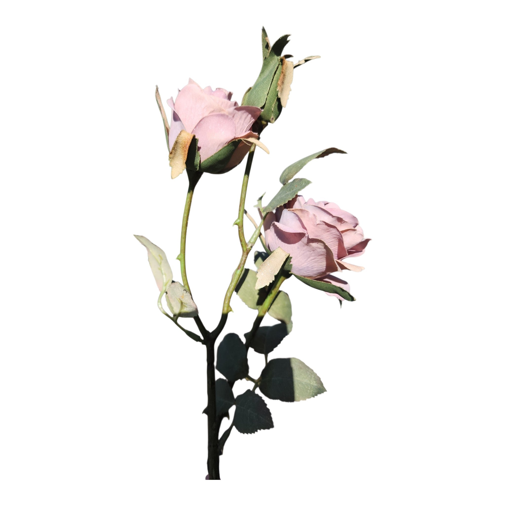 Rose Stem