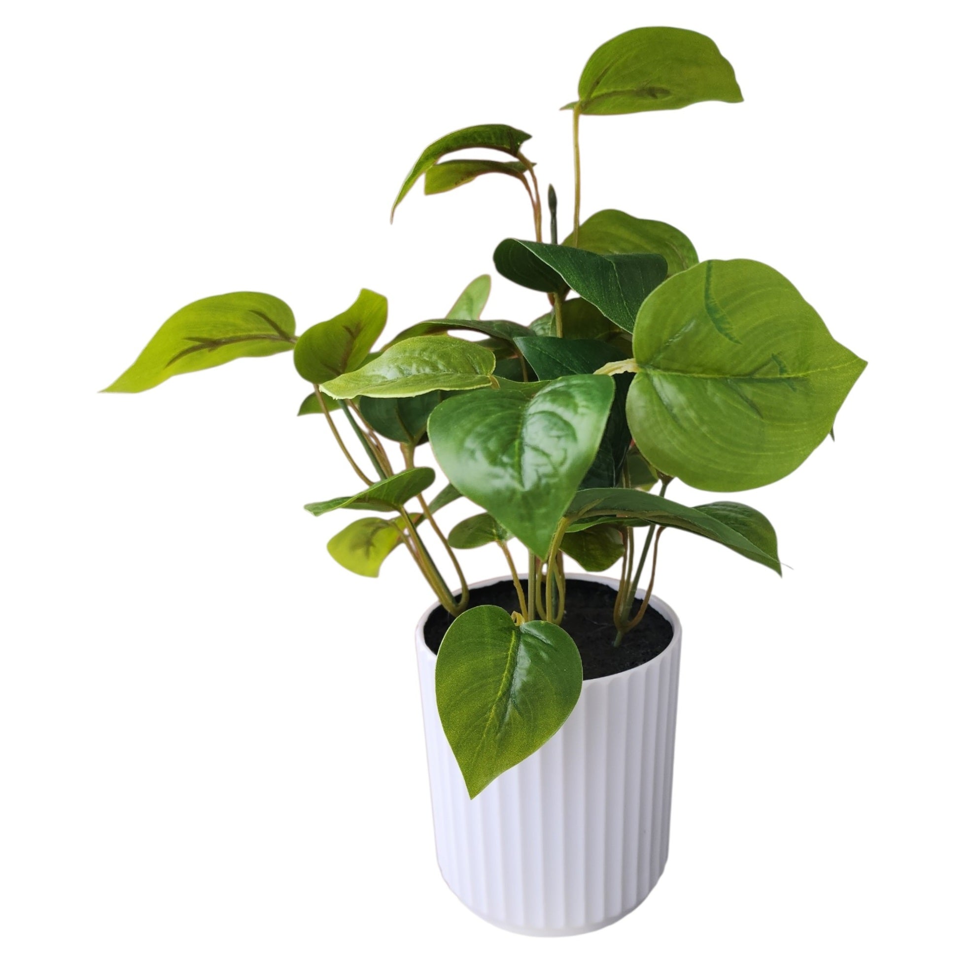 Ivy Plant