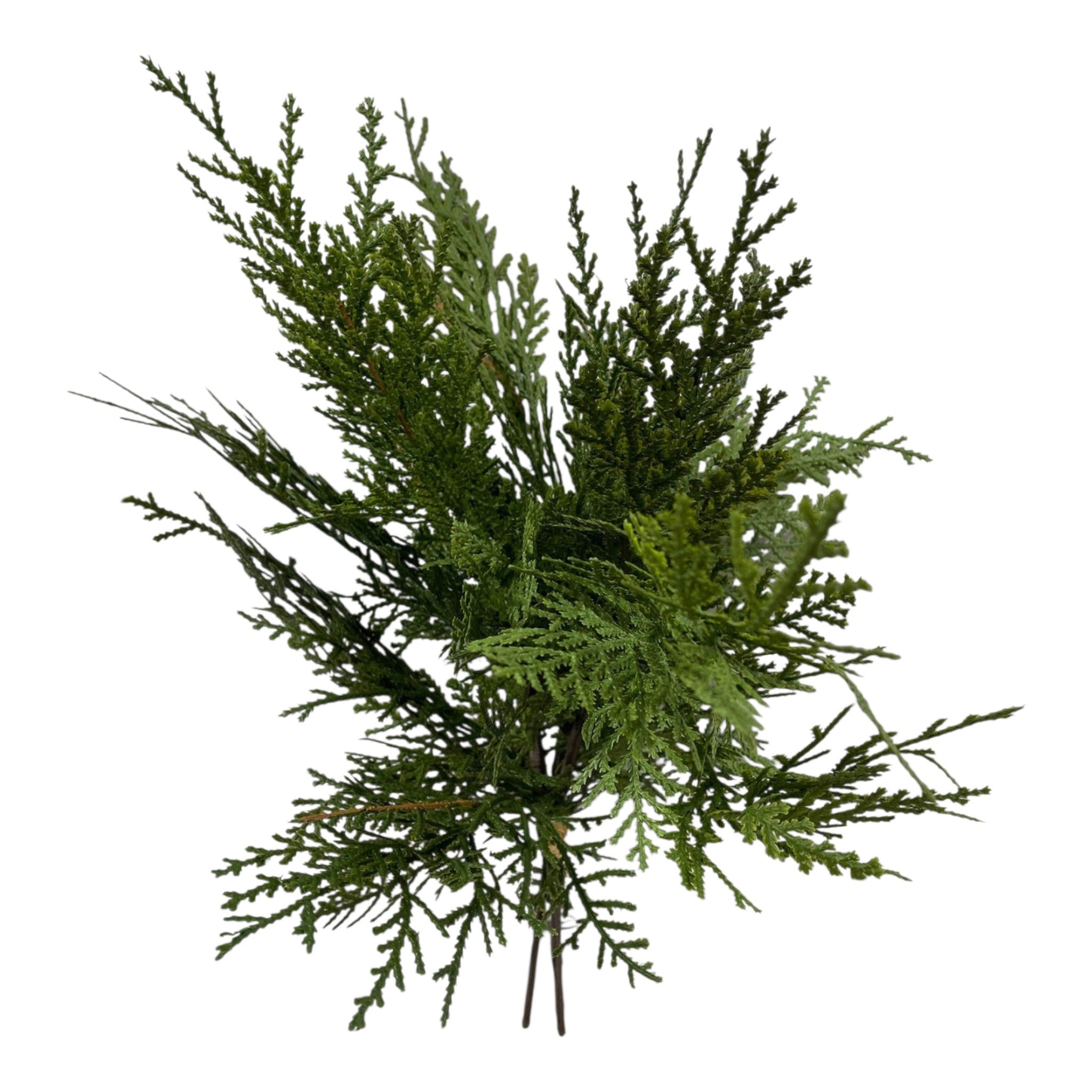 16" Fresh Touch Northern White Cedar Bundle