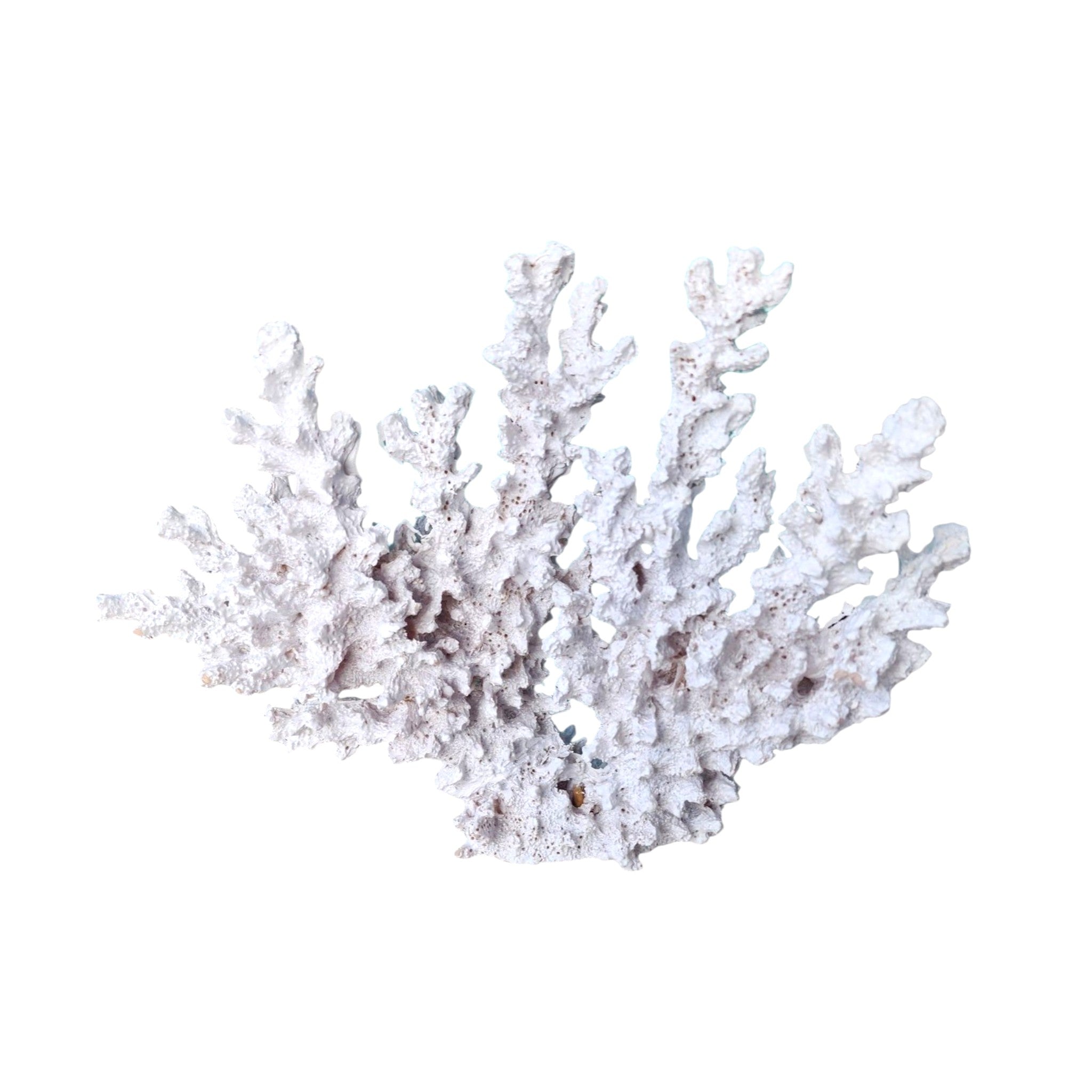 White Decorative Coral